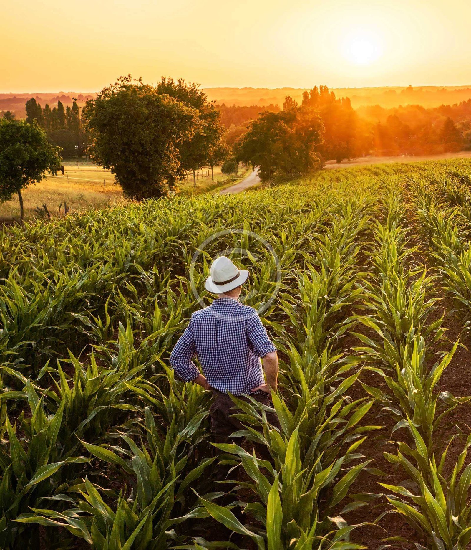 Plant Breeding