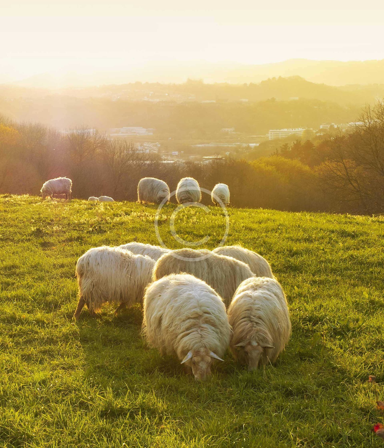 Animal Husbandry